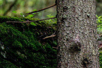 A treecreeper takes off from a tree trunk in a coniferous forest in early summer, Eurasian treecreeper, Certhia familiaris, Oslo, Norway