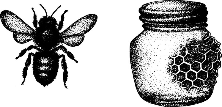 Detailed ink stippling of bee and honey jar with hexagonal pattern