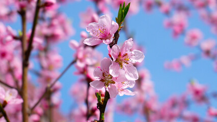 Peach trees in bloom. Beautiful pink peach flowers close up, macro photography of flowering trees.