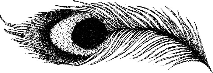 Obraz premium Hyper detailed stippling ink illustration of a peacock feather for artistic design and decoration
