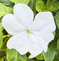 Pure White Impatiens Among Green Foliage
