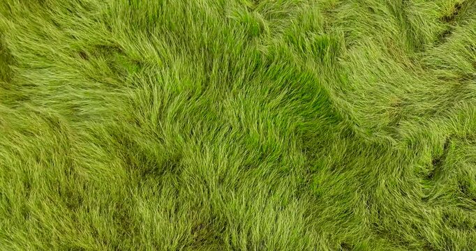 Drone Footage of Green Grass Field Moving Like Waves