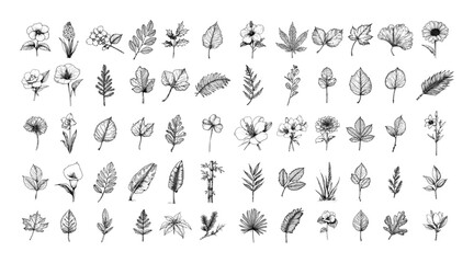 leaf and flower vector elements for design
