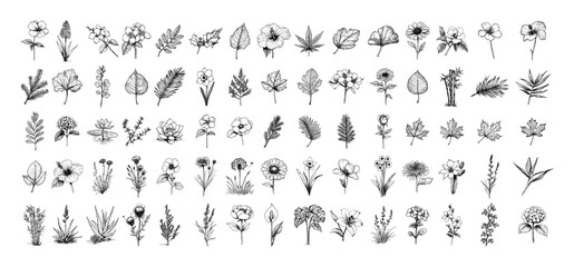 botanical collection of flowers and herb illustrations