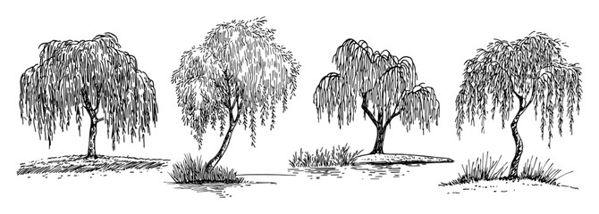 weeping willow tree collection in natural poses