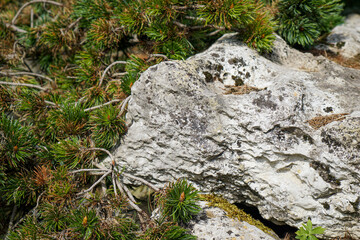 Pine needles in botanic garden in Cambridge