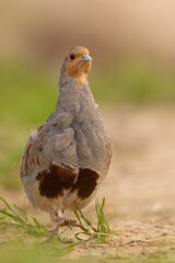 Kuropatwa (Perdix perdix)
