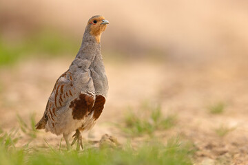 Kuropatwa (Perdix perdix)
