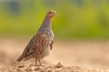 Kuropatwa (Perdix perdix)