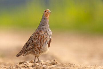 Kuropatwa (Perdix perdix) © Grzegorz