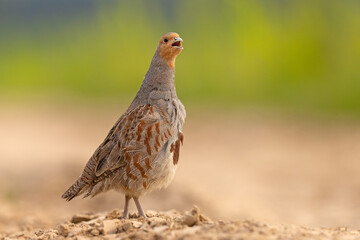 Kuropatwa (Perdix perdix) © Grzegorz