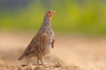 Kuropatwa (Perdix perdix)