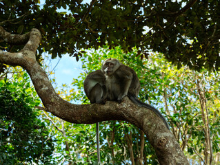 monkeys in the tree