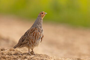 Kuropatwa (Perdix perdix) © Grzegorz