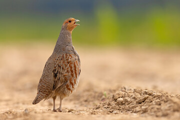 Kuropatwa (Perdix perdix) © Grzegorz