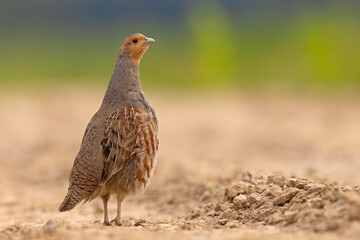 Kuropatwa (Perdix perdix) © Grzegorz