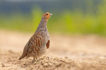 Kuropatwa (Perdix perdix)