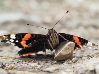 Colorful butterfly resting on a rock in a natural setting during daylight hours
