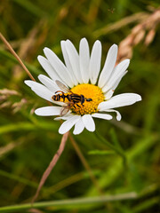 Fototapeta premium Close encounter of a bee and a daisy in a vibrant meadow during summer