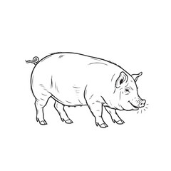 Obraz premium A simple line drawing depicts a pig, showcasing its rounded body, short legs, and curled tail. The style is clean and minimalistic, suitable for various uses.