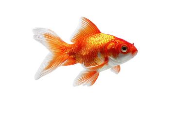 Fototapeta premium A vibrant goldfish swimming elegantly against a Isolated on transparent Background, capturing its beauty and grace in serene motion.
