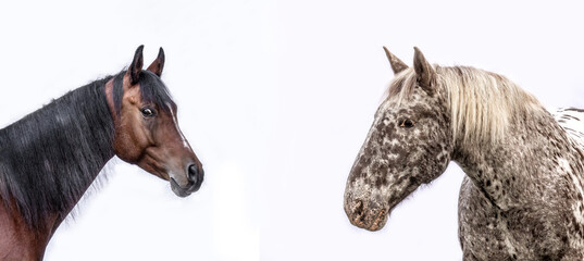 Collage of two different horsebreeds on white background: Arabian horse and noriker coldblood horse