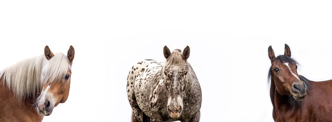 Collage of three different horsebreeds on white background: Noriker coldblood, arabian horse and haflinger pony