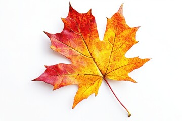Obraz premium Colorful maple leaf placed against a white background, highlighting fall’s vibrant transformation. Generated AI