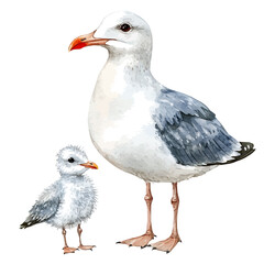 Obraz premium A Mother Seagull With Her Kid, watercolor drawing vector, high quality, isolated on a white background.