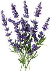 Obraz premium lavender 