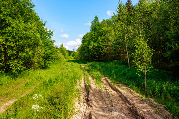 Bad dirt road in the wilderness