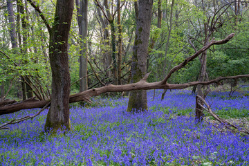 bluebells in the woods