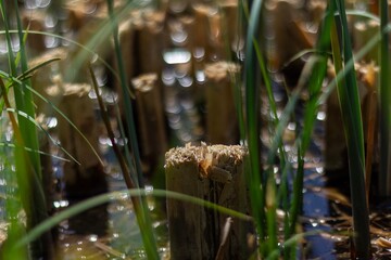 Natural Wetland Landscape With Overgrown Grass and Wooden Stumps Under Sunlight During Daytime