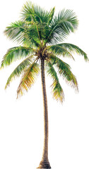 coconut tree