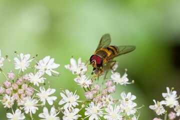 Hover fly on a group of white flowers.