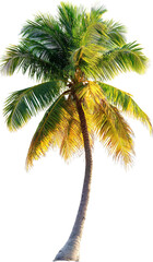 coconut tree