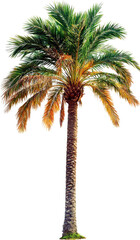 coconut tree