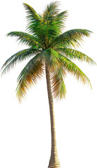 coconut tree