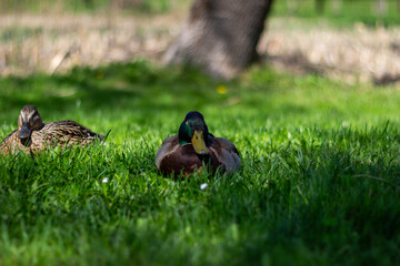Mallard Ducks Resting on Lush Green Grass in a Serene Outdoor Setting During a Sunny Day in Springtime