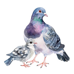 A Mother Pigeon With Her Kid, watercolor vector, high quality, isolated on a white background.