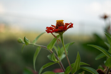 red poppy flower with praying mantis