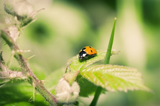 Orange ladybird siting on a leaf.