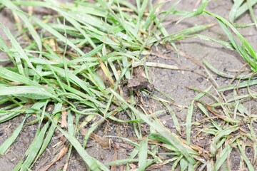 Small frog sitting in grass.