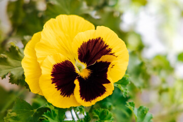 Bright yellow pansy with dark center blooms in a vibrant garden setting