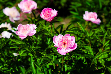 Beautiful peonies blooming in a garden during bright spring afternoon in full sunlight