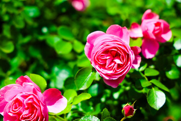 Vibrant pink roses blooming in a lush garden during springtime in full sunlight