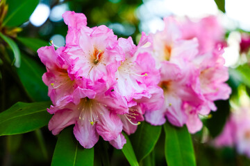 Pink rhododendron flowers bloom in a garden setting during early springtime