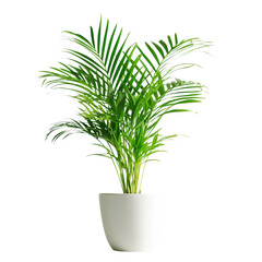 A vibrant indoor flower plant, areca palm on transparent or white background, exotic evergreen houseplant palm  (Chrysalidocarpus lutescens)