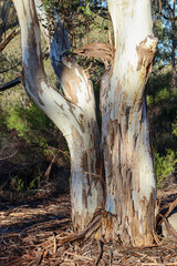 portrait image of eucalyptus tree trunk in morning sunlight in australian bushland