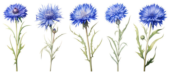 Fototapeta premium PNG Vibrant blue cornflower blossoms, element set on transparent background